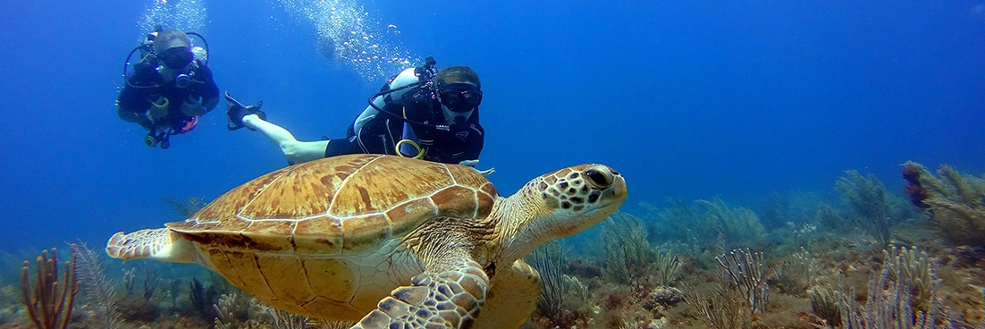 Divers alongside a turtle