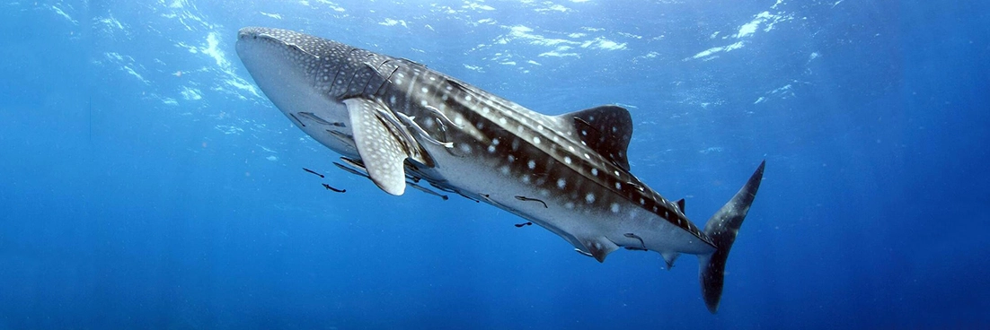 A whale shark swims towards the surface