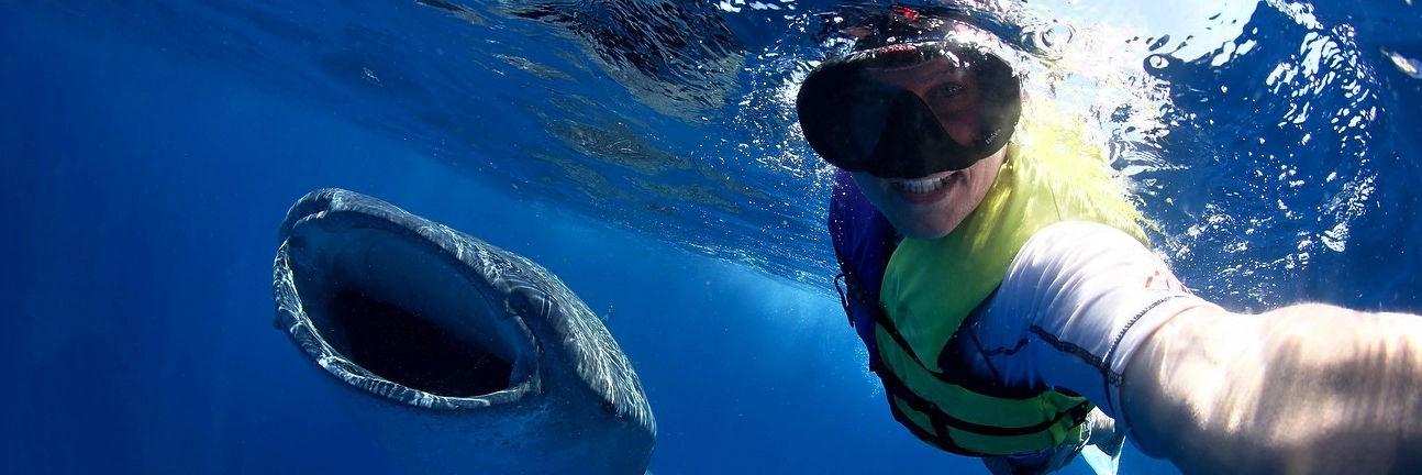 A snorkeler gets a selfie with a whale shark