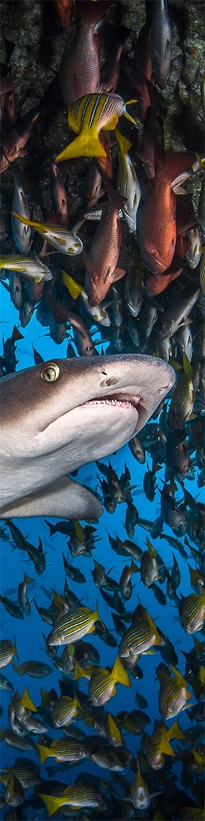 A shark contemplates a school of fish