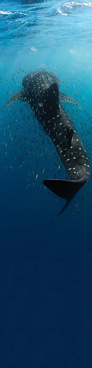 Whale Shark swims below