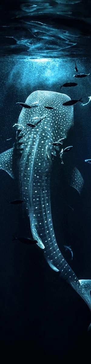 Whale Shark comes to feed at the surface