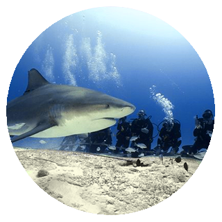 Bull Shark Scuba Diving