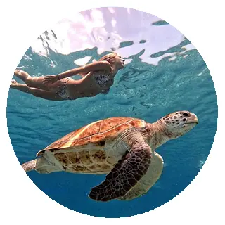 Turtle snorkelling Cancun