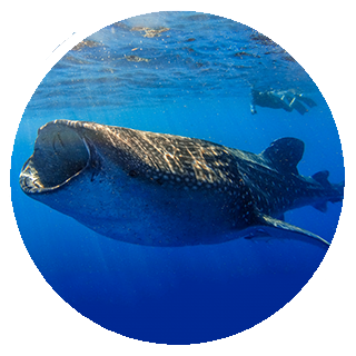 Close encounter with a Whale Shark