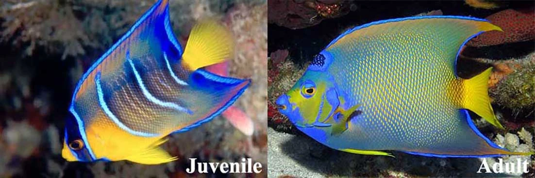 Queen Angelfish juvemile vs. adult comparison.