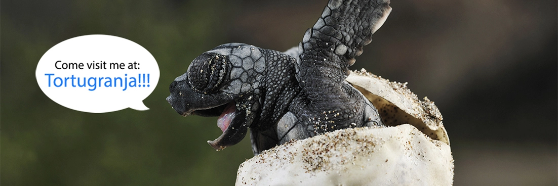 Turtle asks for a visit to Tortugranja