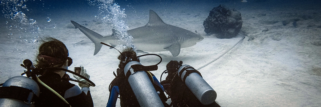 Divers come face to face with their first bull shark