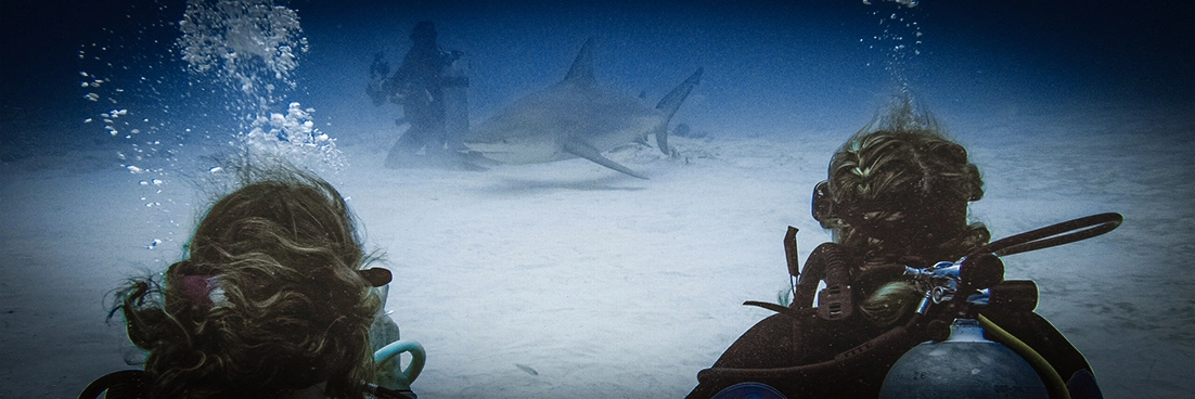 View of bull shark diver from over divers shoulder