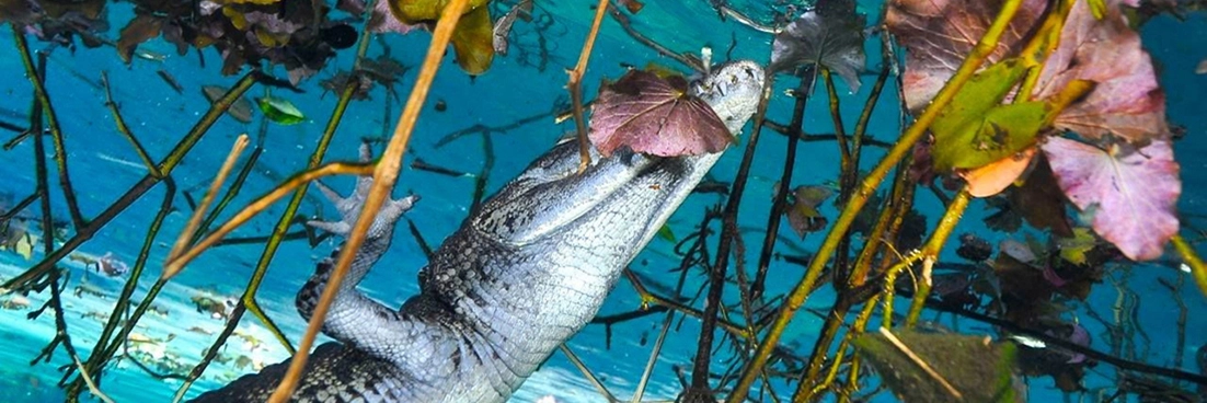 A crocodile comes up for air Cenote Carwash