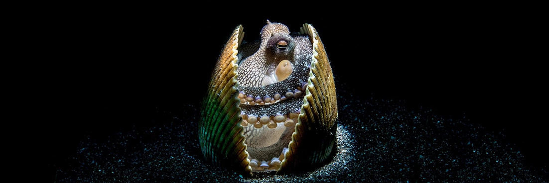 Octopus hides in a shell