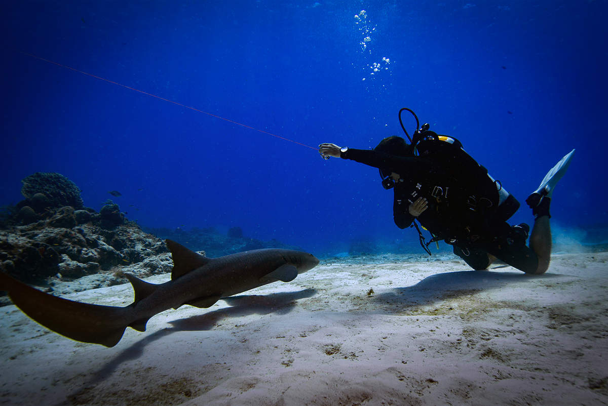 One of our guides has a close encounter of the nurse shark kind