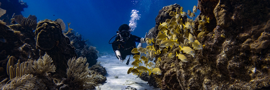 A school of grunt escape our divers arms