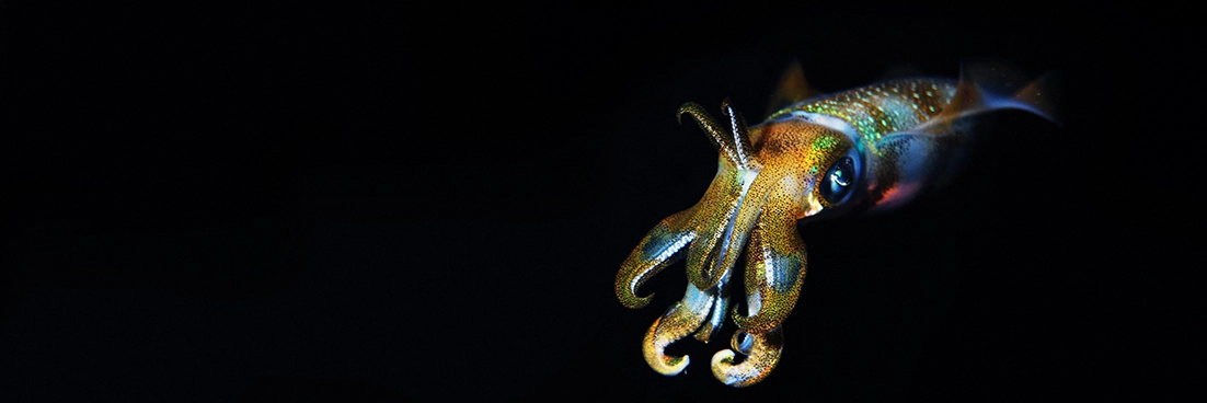 The dazzeling beauty of a squid can only be truly appreciated under torchlight