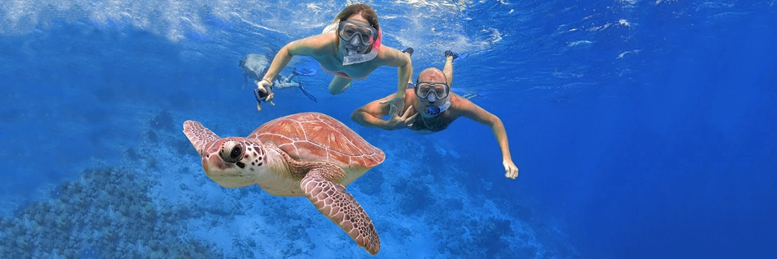 A snorkeling couple smiles at a green turtle