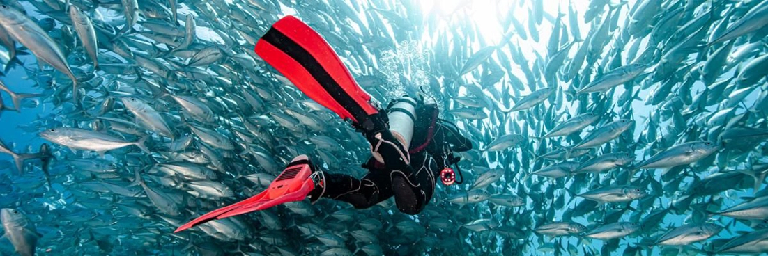 Diver swims a large school of fish