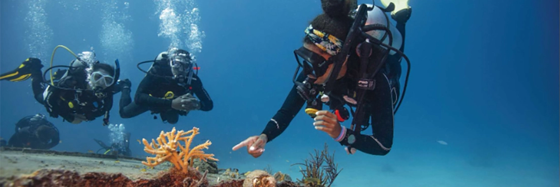 Divers swim over wreck