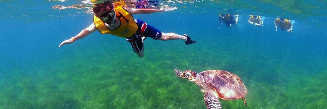 Snorkeler swims with turtle.