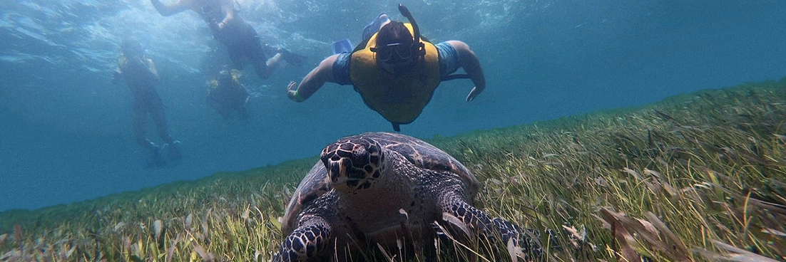 Snorkeler dives down for a photo with a turtle.
