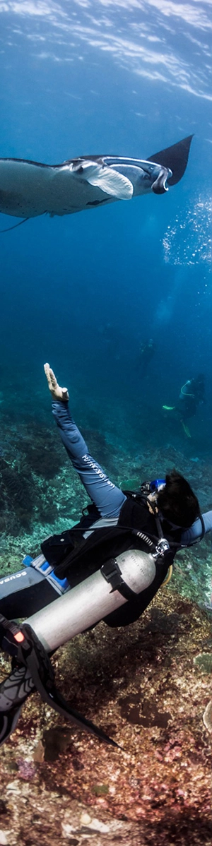 Meeting with a manta