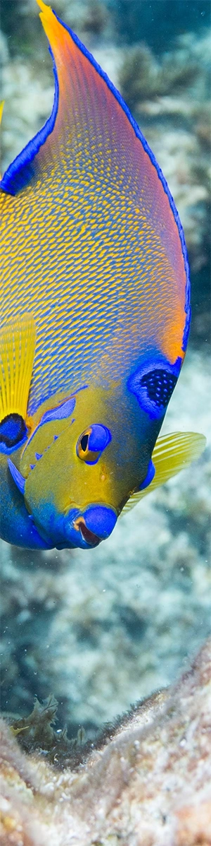 Queen Angelfish