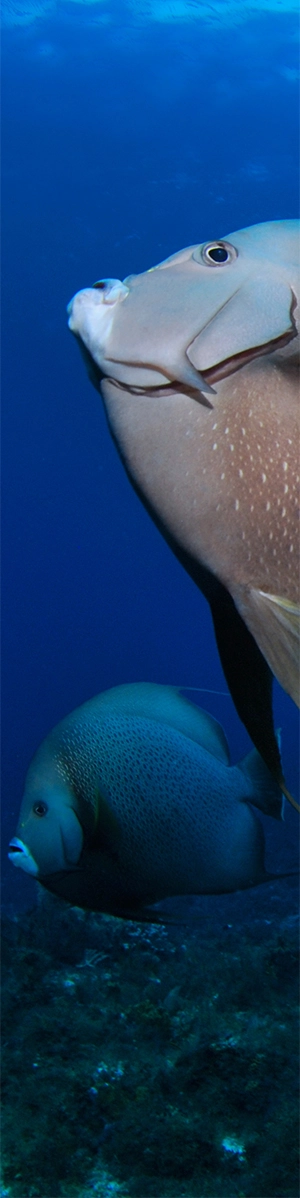 Grey Angelfish