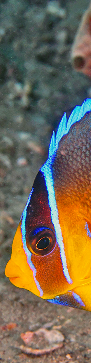 Juvenile Bermuda Blue Angelfish