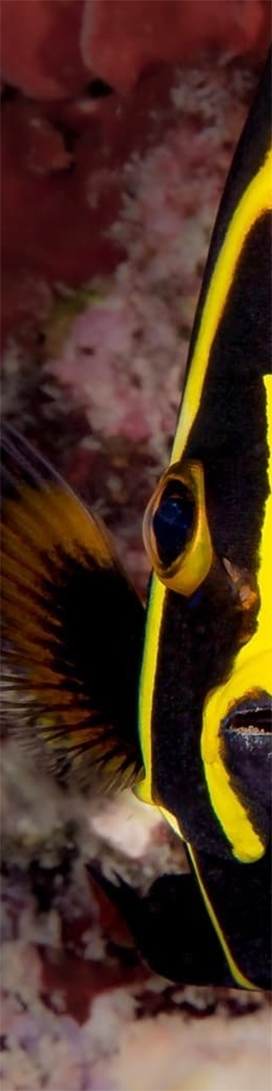 Young French Angelfish