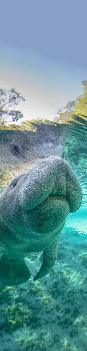 A young manatee comes up for a breath of air