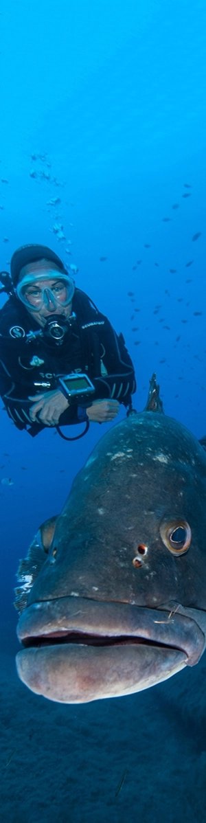Diver gets photographed with a grouper