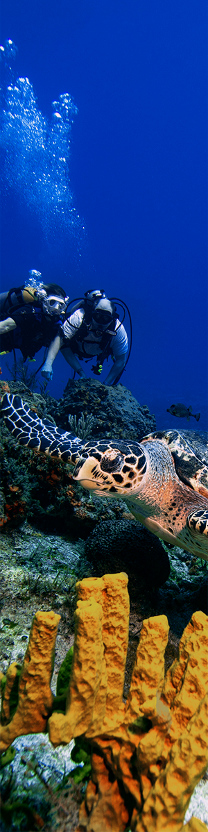 A couple sneak up on a hawksbill turtle