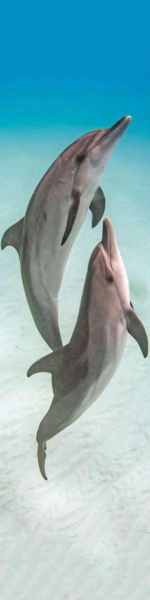 Dolphins frolicking