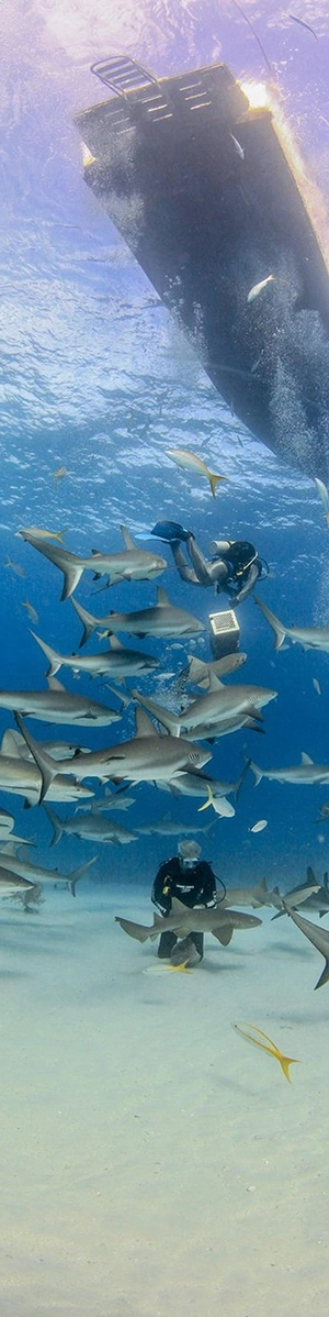 Divers watch as sharks swarm