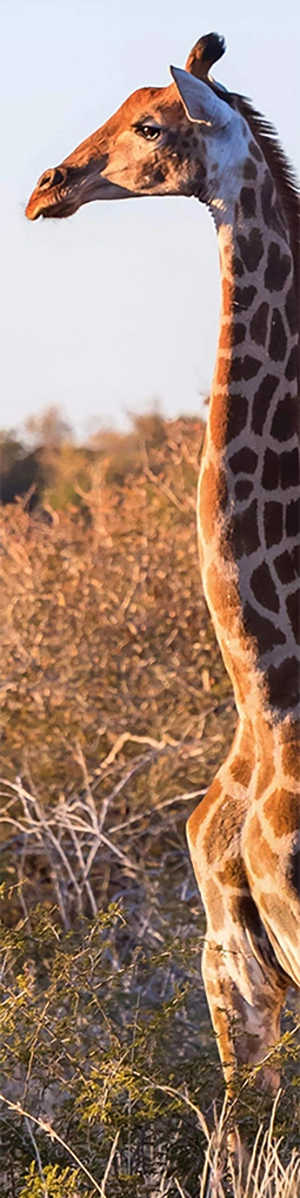 A giraffe take faces the dawning sun