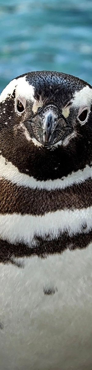 An African 'Jackass' penguin challenges the camera