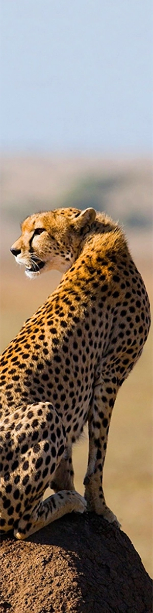 A cheetah watches its six