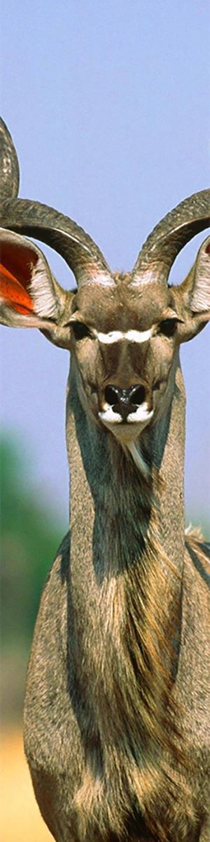 A kudu contemplates the camera