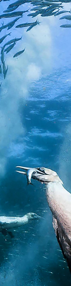 A Cape Gannet dives to catch a fish