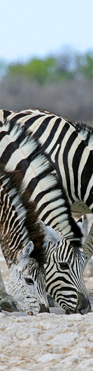 Young zebra stop at a drinking hole