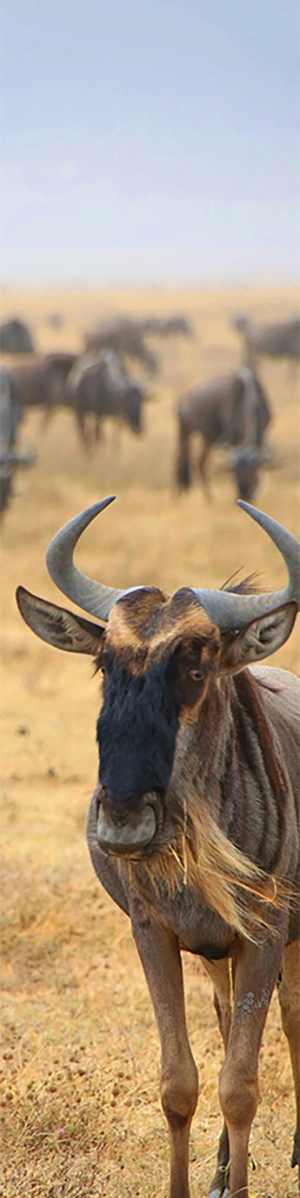 Wildebeest stare out of the plane