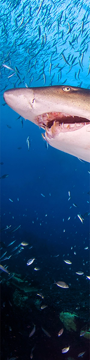 A shark eyes a school of sardines