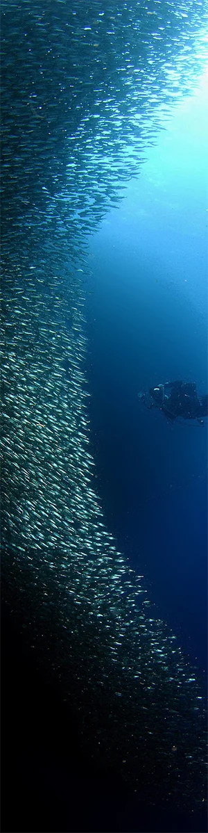 A school of sardines rush to get away