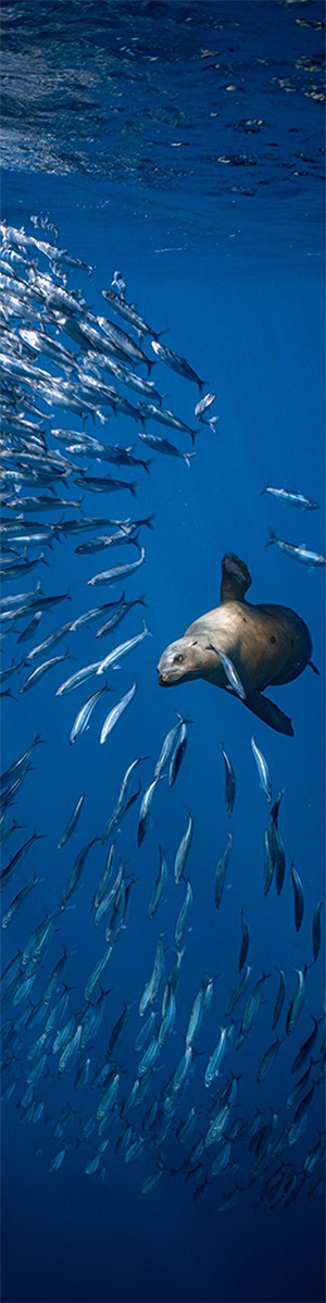 Cape seal chases a small school of sardines