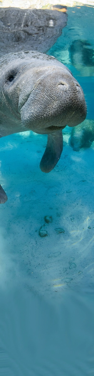 Manatee begins a staring contest with a diver