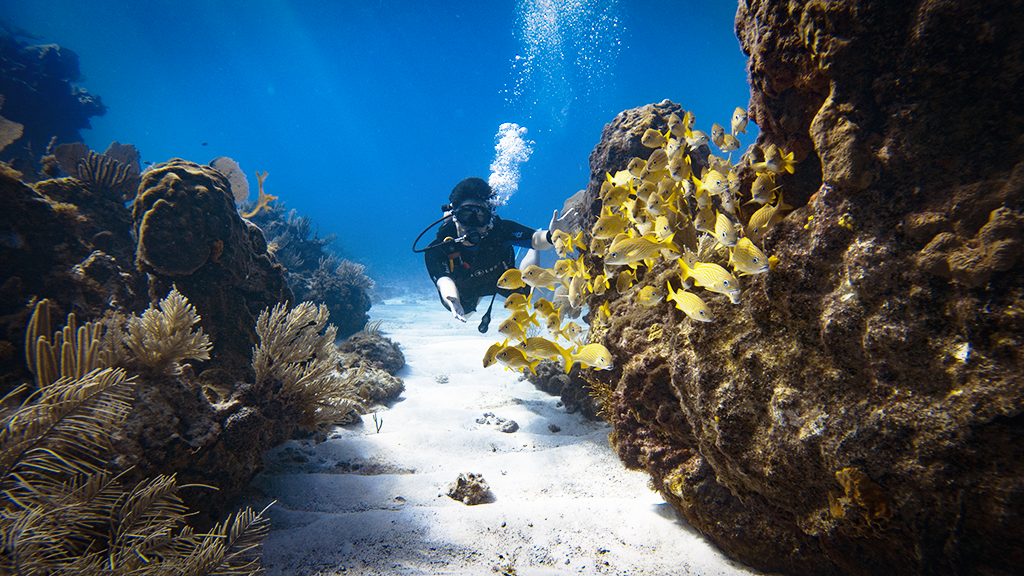 A new diver chases a school of French Grunt