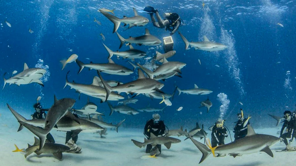 Black tip reef sharks await to be fed