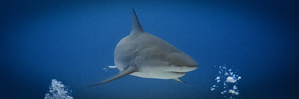 Bull shark diver POV