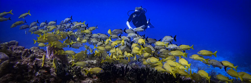 Diver at Manchones Grande