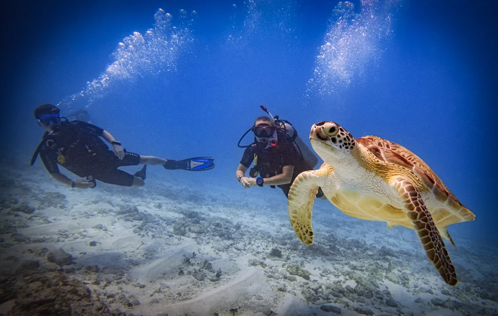 Two divers swim alongside a Green Turtle near Musa