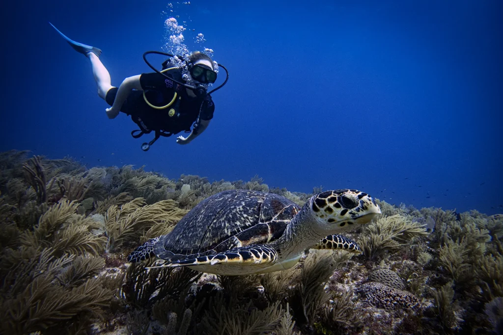 Diver admires a Hawksbill turtle